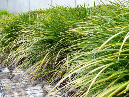 Carex morrowii or kan suge or Morrow's sedge or Japanese grass sedge or Japanese sedge leaves closeup