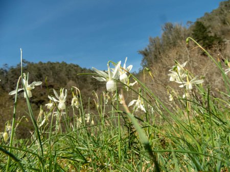 Narcisse triandrus ou les larmes de l'ange jonquille pendentif blanc fleurs en forme de coupe dans la lisière de la forêt ensoleillée près de Salas, Asturies, Espagne