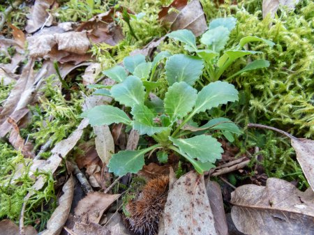 Saxifraga spathularis oder St. Patrick 's Kohlpflanze Basalrosette im Frühling im Wald bei Salas, Asturien, Spai