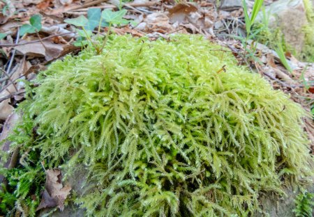 Eurhynchium striatum or common striated feather-moss plant in the forest near Salas,Asturias,Spai