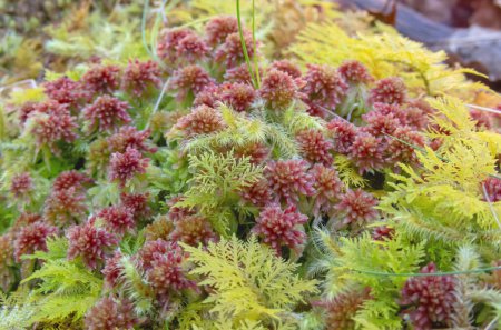 Sphagnum capillifolium or small red peat moss, thuidium tamariscinum or common tamarisk-moss in the forest near Salas,Asturias,Spain
