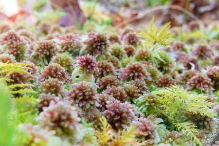 Sphagnum capillifolium or small red peat moss and thuidium tamariscinum or common tamarisk-moss in the forest near Salas,Asturias,Spain