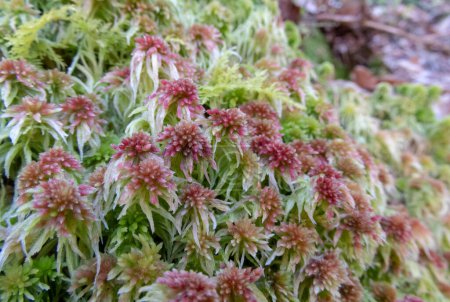 Green and red colored sphagnum capillifolium, red bogmoss, northern peat moss, acute-leaved bog-moss