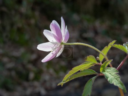 Anemonoides nemorosa, Anemonenanemone nemorosa oder Waldanemonenblütenpflanze mit blasser Fliederblüte im Wald bei Salas, Asturien, Spai