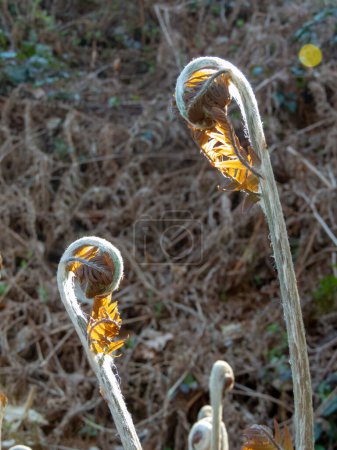 Helecho Bracken crecimiento joven en las plantas secas del año pasado fondo borroso. Brotes de plantas de helecho de pteridium aquilinum o águila