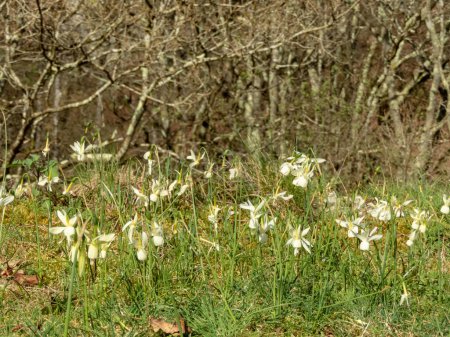 Angel's Tears daffodil or narcissus triandrus white pendant cup shaped flowers in the sunny forest edge near Salas,Asturias,Spain