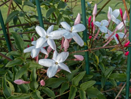 Jasminum polyanthum, jazmín de muchas flores, jazmín rosado o jazmín blanco. Hermosas flores blancas y capullo rosa