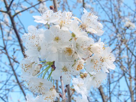 Beautiful white cherry blossom on the blurred blue sky background. Sweet cherry or prunus avium flowers.