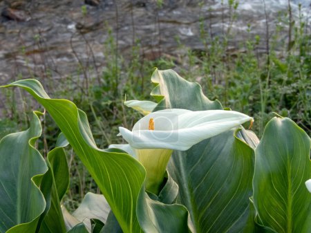 Calla lily or arum lily white flower and glossy leaves. Zantedeschia aethiopica flowering plant