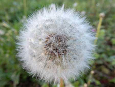 White fluffy blowball. Dandelion or taraxacum officinale seedhead with ripe fruits.
