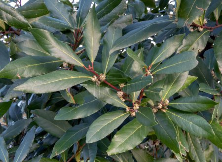 Laurus nobilis or bay tree or laurel plant branches with leaves and flowers.