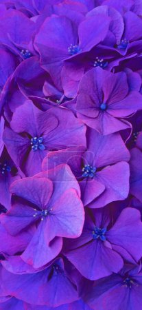 Purple hydrangea or hortensia flowers closeup vertical background. Dark aesthetic mobile phone wallpaper. Toned image.