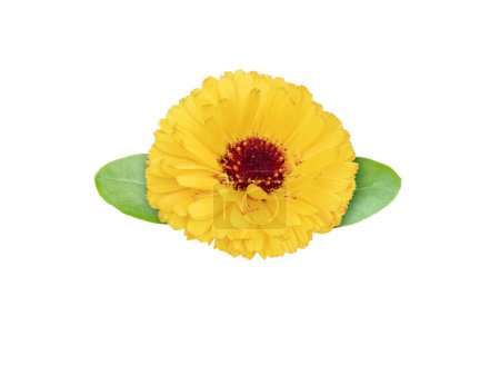 Marigold flowering medicinal plant.  Calendula officinalis bright orange flower with leaves isolated on white. 