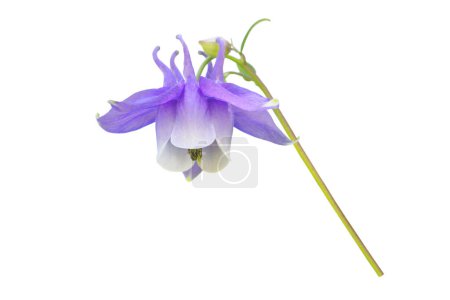 Aquilegia violet fleur gros plan isolé sur blanc. Aquilegia vulgaris ou bonnet de mamie ou columbine européenne