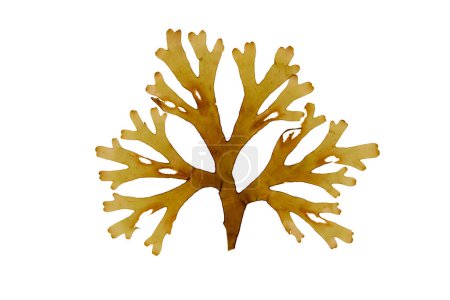 Dictyota dichotoma ou fronde d'algues brunes fourchues isolée sur blanc. Ruban fourchu algues.