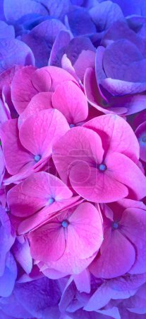 Pink and blue hydrangea or hortensia flowers closeup vertical background. Dark aesthetic mobile phone wallpaper. Toned image.