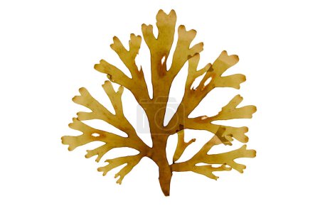 Fronde d'algues brunes dictyota dichotoma isolée sur blanc. Ruban fourchu algues.