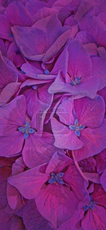 Purple hydrangea or hortensia flowers closeup vertical background. Dark aesthetic mobile phone wallpaper. Toned image