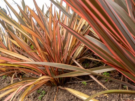 Téléchargez les photos : Phormium tenax plant clumps closeup. Feuilles de lin néo-zélandais ou de chanvre néo-zélandais rayées de bronze, vert et rose. - en image libre de droit