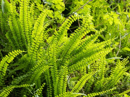 Asplenium trichomanes o maidenhair spleenwort helecho planta verde brillante en la luz de fondo.