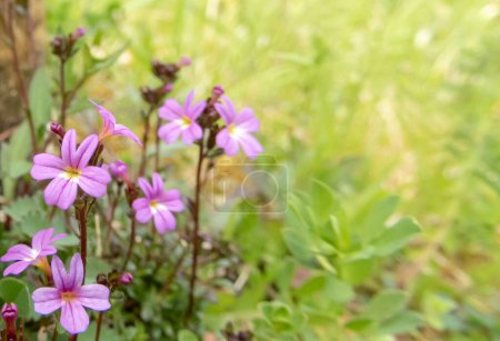 Erinus alpinus, fairy foxglove or alpine balsam pink flowers. Starflower or liver balsam chasmophyte wild