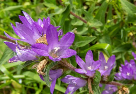 Campanula glomerata flores púrpuras. Flor de campanilla agrupada o planta sanguínea de Dane cerca de Las Caldas, Asturias, España