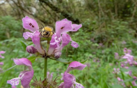 Hummel auf den violetten Blüten des Lamium maculatum. Gefleckte Brennnessel, Gefleckter Hahnenfuß oder lila Drachenblüte im Frühjahr.