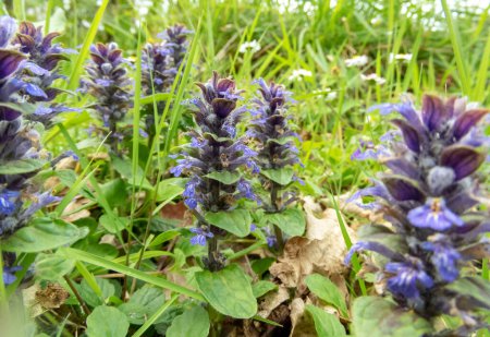 Ajuga reptans, bugle, blue bugle, bugleherb, bugleweed, carpetweed, carpet bugleweed, common bugle or St. Lawrence plant with blue flowers
