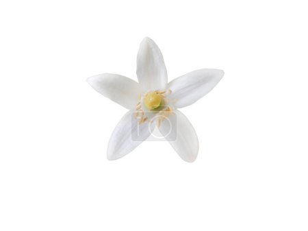 Téléchargez les photos : Oranger fleur gros plan isolé sur blanc. Les Néroli fleurissent. Agrumier blanc floraison macro. - en image libre de droit