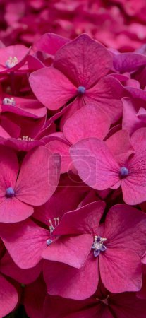 Pink hydrangea or hortensia flowers closeup vertical background. Aesthetic mobile phone wallpaper. 