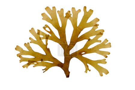 Dictyota dichotoma brown algae frond isolated on white. Forkweed or forked ribbon seaweed.