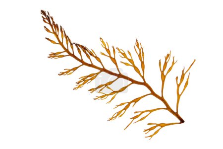 Brown algae branch isolated on white. Seaweed frond.