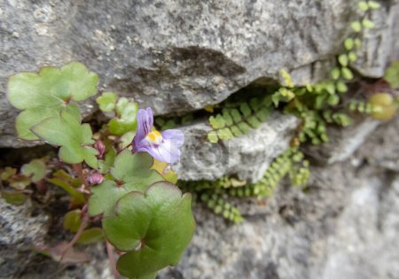 Ivy-leaved toadflax purple flower with yellow spots and leaves closeup.  Cymbalaria muralis or Kenilworth ivy plant.