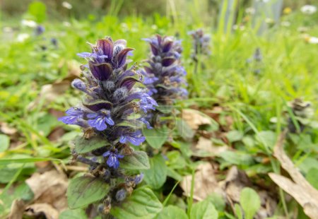 Ajuga reptans, bugle, blue bugle, bugleherb, bugleweed, carpetweed, carpet bugleweed, common bugle or St. Lawrence plant with blue flowers closeup.
