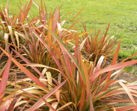 Feuilles de lin néo-zélandais ou de chanvre néo-zélandais rayées de bronze, vert et rose-rose. Phormium tenax plants
