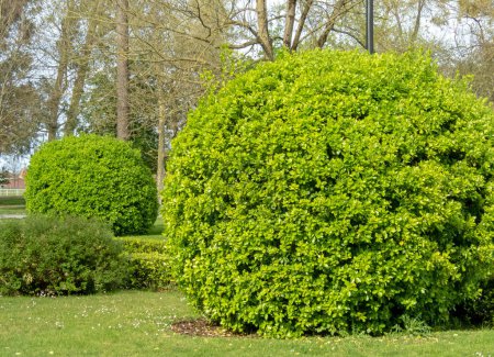 Téléchargez les photos : Broche à feuilles persistantes ou broche japonaise arbustes élagués vert vif. Globe forme topiaire avec feuillage brillant - en image libre de droit