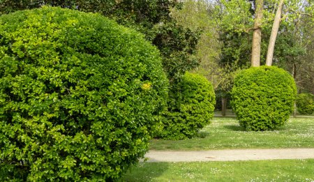 Evergreen spindle or euonymus japonicus bright green pruned shrubs. Globe form topiary with glossy foliage