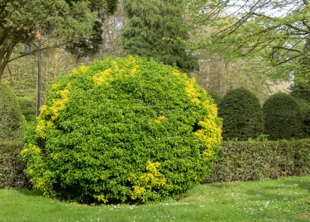 Euonymus japonicus or evergreen spindle bright green pruned shrub with yellow spots. Globe form topiary with glossy foliage
