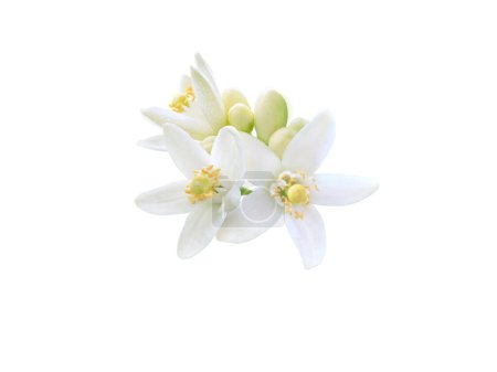 Téléchargez les photos : Fleurs d'oranger bouquet gros plan isolé sur blanc. Les Néroli fleurissent. Agrumier blanc floraison macro. - en image libre de droit
