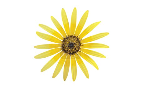 Bright yellow daisy form flower isolated on white. Arctotheca calendula,capeweed,plain treasureflower,cape dandelion or cape marigold inflorescence. 