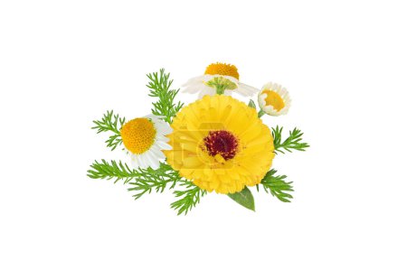 Calendula and chamomile flowers and leaves bunch isolated on white. White daisy and pot marigold in bloom.