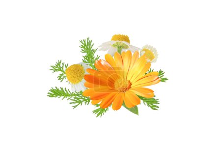 Calendula officinalis and chamaemelum nobile flowers and leaves bunch isolated on white. White daisy and pot marigold in bloom.