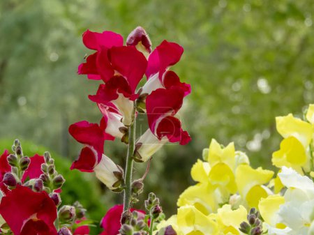 Foto de Inflorescencia común del espiga rojo brillante del snapdragon. Antirrhinum majus flores. - Imagen libre de derechos
