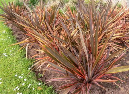 Phormium tenax plant clumps group in the urban landscaping.  New Zealand flax or New Zealand hemp leaves striped with bronze, green and rose-pink.
