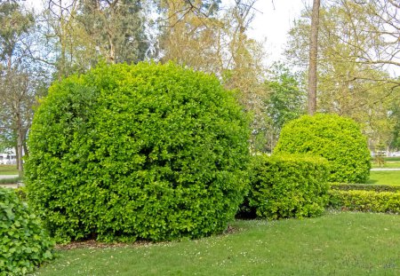 Euonymus japonicus or evergreen spindle bright green pruned shrubs. Globe form topiary with glossy foliage