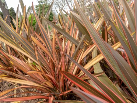 Phormium tenax plant closeup.  New Zealand flax or New Zealand hemp leaves striped with bronze, green and rose-pink.
