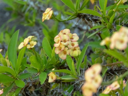 Euphorbia milii avec des fleurs jaune pâle. Couronne d'épines ou plante du Christ ou plante épineuse d'épines du Christ.