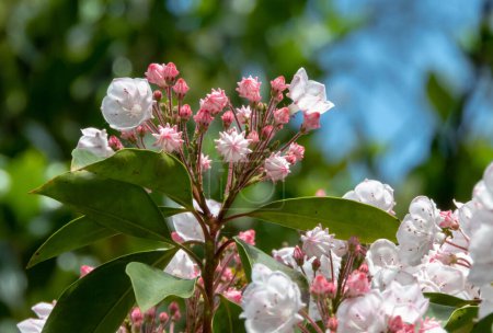 Photo for Kalmia latifolia flowers and buds closeup. Mountain laurel,calico-bush or spoonwood flowering branch in the spring - Royalty Free Image
