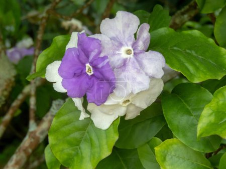 Brunfelsia hermosa flor tricolor blanco y púrpura. Rama de árbol lluvioso con flores y hojas.