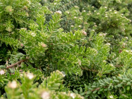 Grevillea lanigera o langosta grevillea follaje ornamental primer plano.
